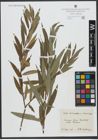 Foto von Salix triandra L. x Salix viminalis L.